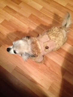 Одежда для собак