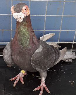 Продажа голубей в Москве (Индианы)