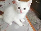 Турецкая van кошка объявление продам