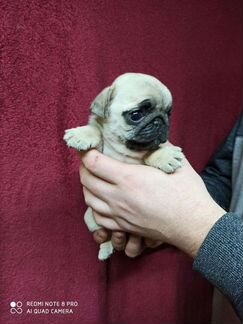 Мопс девочки