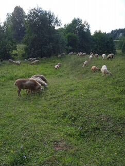 Овцы, ярки, бараны - фотография № 7