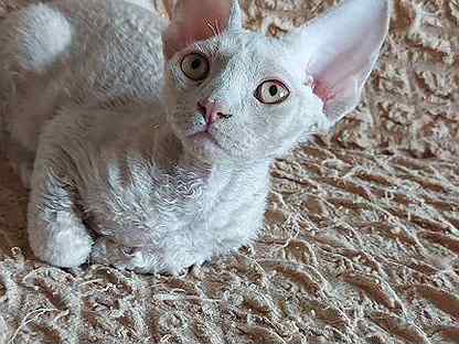 Девон рекс кошка. Авито котенок девон рекс. Авито котята девон рекс. Авито котенок девон рекс. Авито котенок девон рекс.