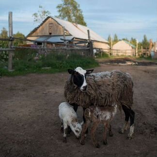 Овцы беременные и с ягнятами - фотография № 2