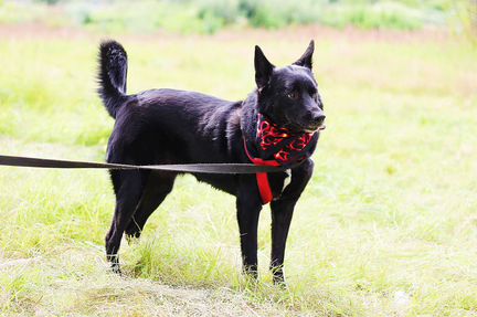 Отдам собаку из приюта