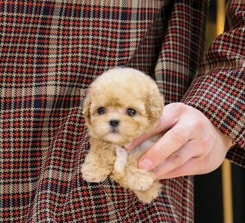 Мальтипу Микро Импорт Корея