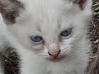 Сиамские котята(помесь) объявление продам