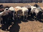 Бараны, овцы из Дагестана