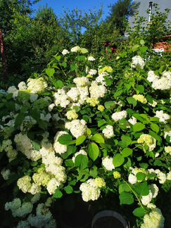 Гортензия белая
