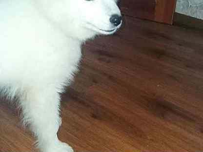 валерия загузина лесосибирск щенки. объявление лесосибирск животные. щенки лесосибирск. найденыш собачка последнее. питомник лесосибирск.