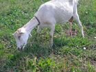 Зеаненская коза дойная с козочкой