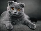 Шотландский дымчатый кот объявление продам