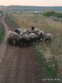 Романовские овцы - фотография № 5