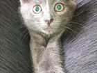 Котёнок от русской голубой кошки в добрые руки объявление продам