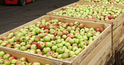 Оптовые поставки яблок. Доставка. Москва, мо, РФ