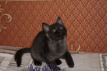 Котенок-мальчик, 2 месяца