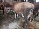 Джерсейская корова объявление продам
