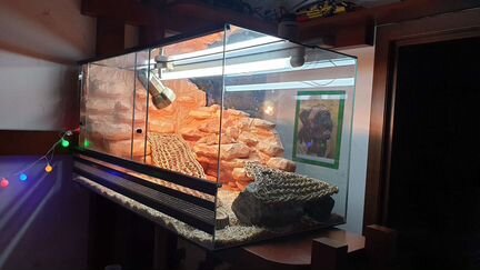 Бородатая Агама