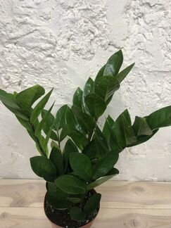 Замиокулькас Zamiifolia