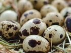 Инкубационное яйцо Маньчжурской перепелки