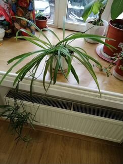 Хлорофитум