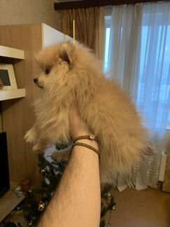 Шпиц Померанский Девочка