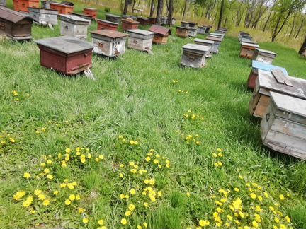 Пчелосемьи в ульях - фотография № 1