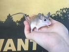 Мышь иглистая (Акомис) объявление продам