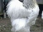 Курицы и петухи породы Брама