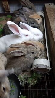 Крольчата и кролики разного возраста