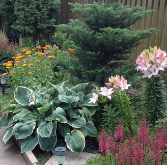 Многолетние цветы: Хосты