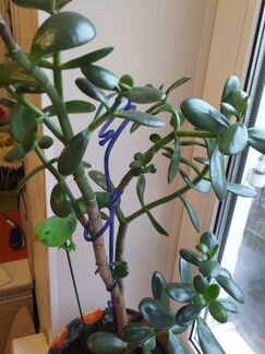 Денежное дерево (Толстянка) с горшком