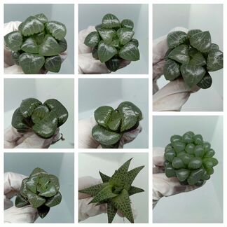 Суккуленты хавортии крассула эхеверии