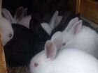Крольчата 1 месяц