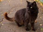 Чёрная кошка 