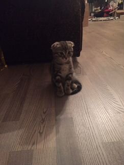 Отдам котенка в добрые руки