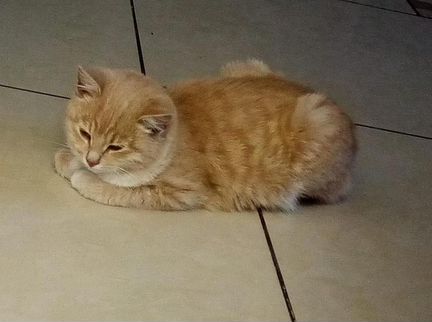 Плюшевый, рыжий котенок Проша в добрые руки