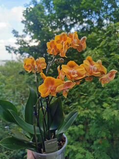 Растения из аукционов Голландии