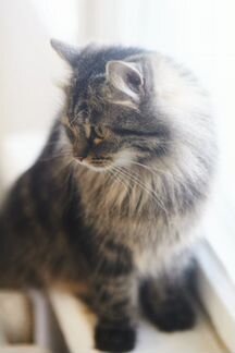 Кошка Сиберия 3 года