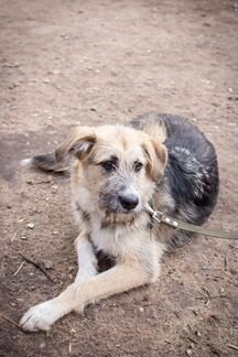 Общительная Клёпа ищет дом