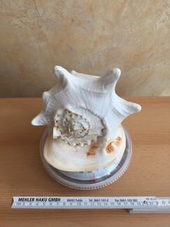 Раковина морская большая