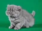 Персидские котята экстремалы объявление продам