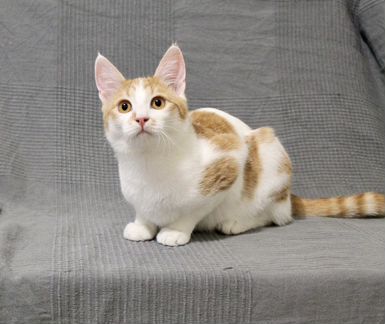 Котик Кевин ищет дом (6 месяцев)