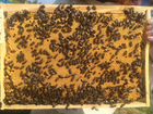 Пчелопакеты, пчелосемьи, матки карника, бакфаст объявление продам