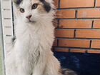Котята породы Мейн Кун Питомник объявление продам