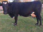 Корова дойная