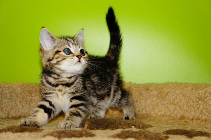Шотландский котик страйт
