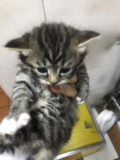 Котята в добрые руки даром