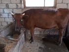 Корова(Степная порода)