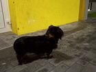 Найдена собака такса длинношерстная,черная с корич