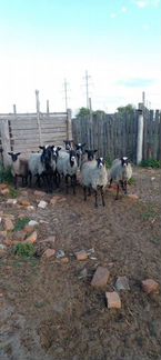 Продам овец - фотография № 4
